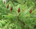 /album/galerie-de-photos-mars/sumac-2-jpg/